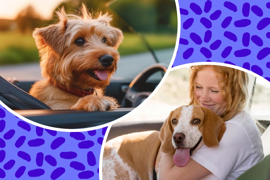 Travel in Style: The Perfect Companion for Your Furry Friend