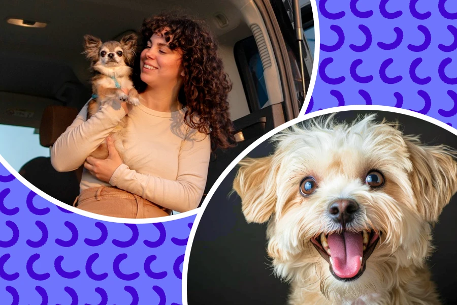 Travel in Style: The Perfect Companion for Your Furry Friend